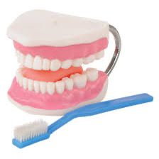 Teeth brush model  2-times size